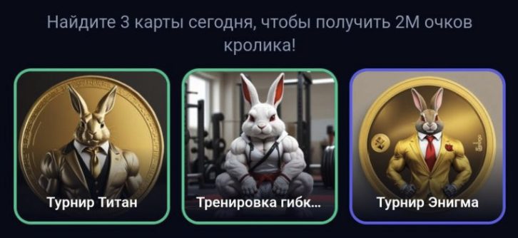 rocky rabbit комбо сегодня