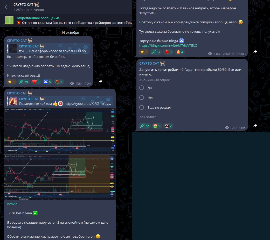 крипто кот телеграм