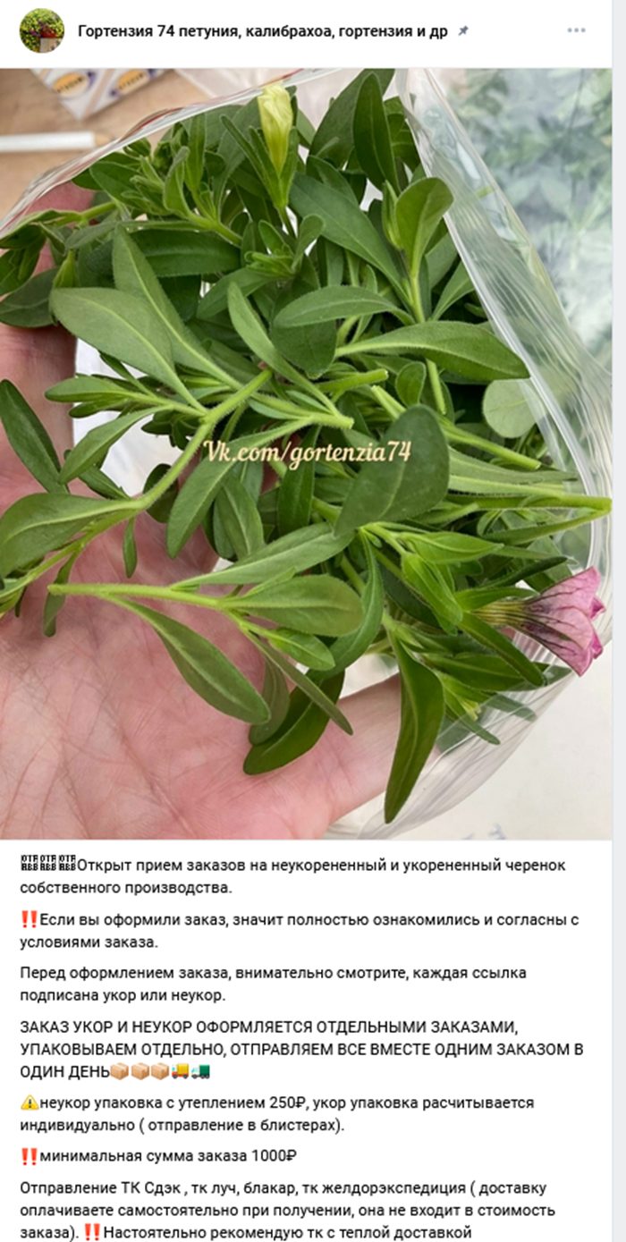 группа вегетативные черенки в телеграмм наталья отзывы